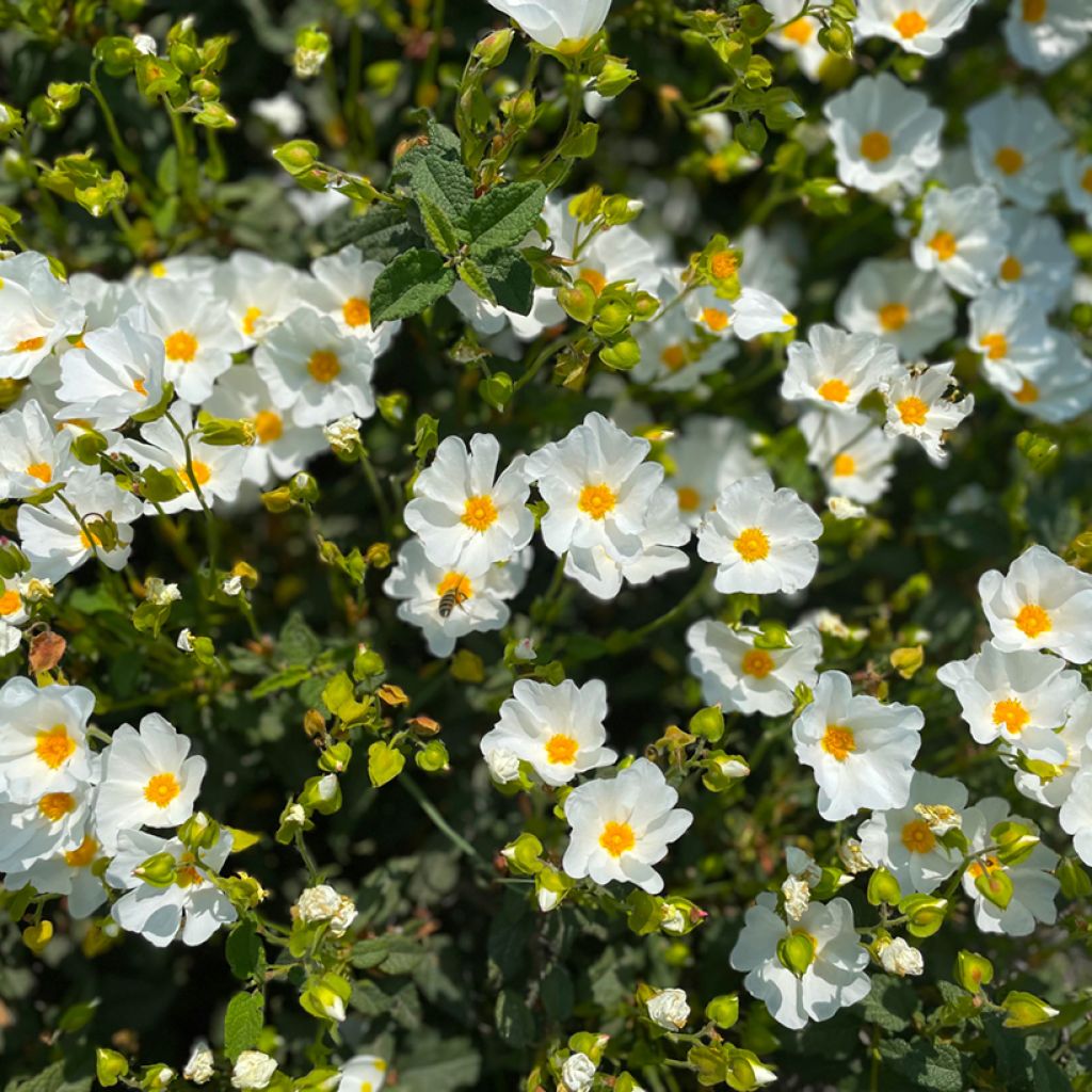 Cistus monspeliensis seeds - Montpelier rock rose