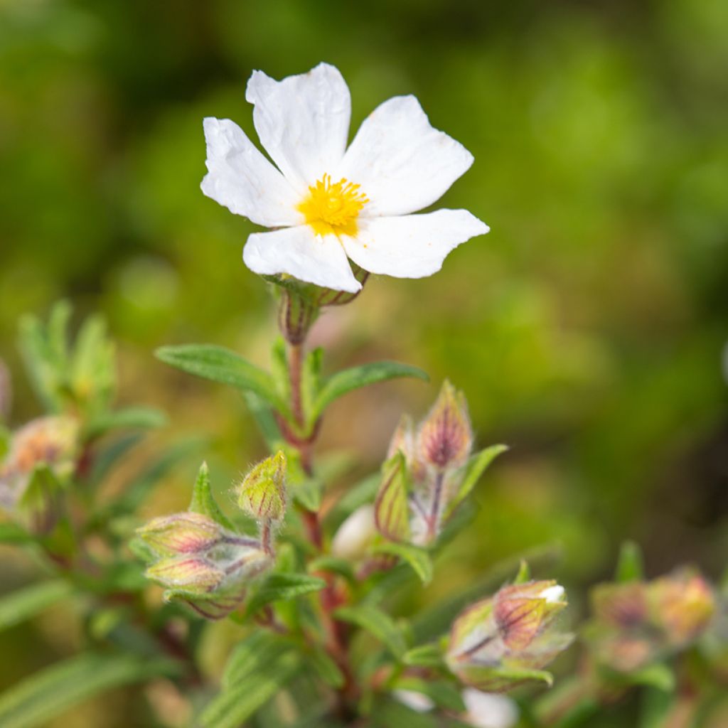 Cistus monspeliensis seeds - Montpelier rock rose