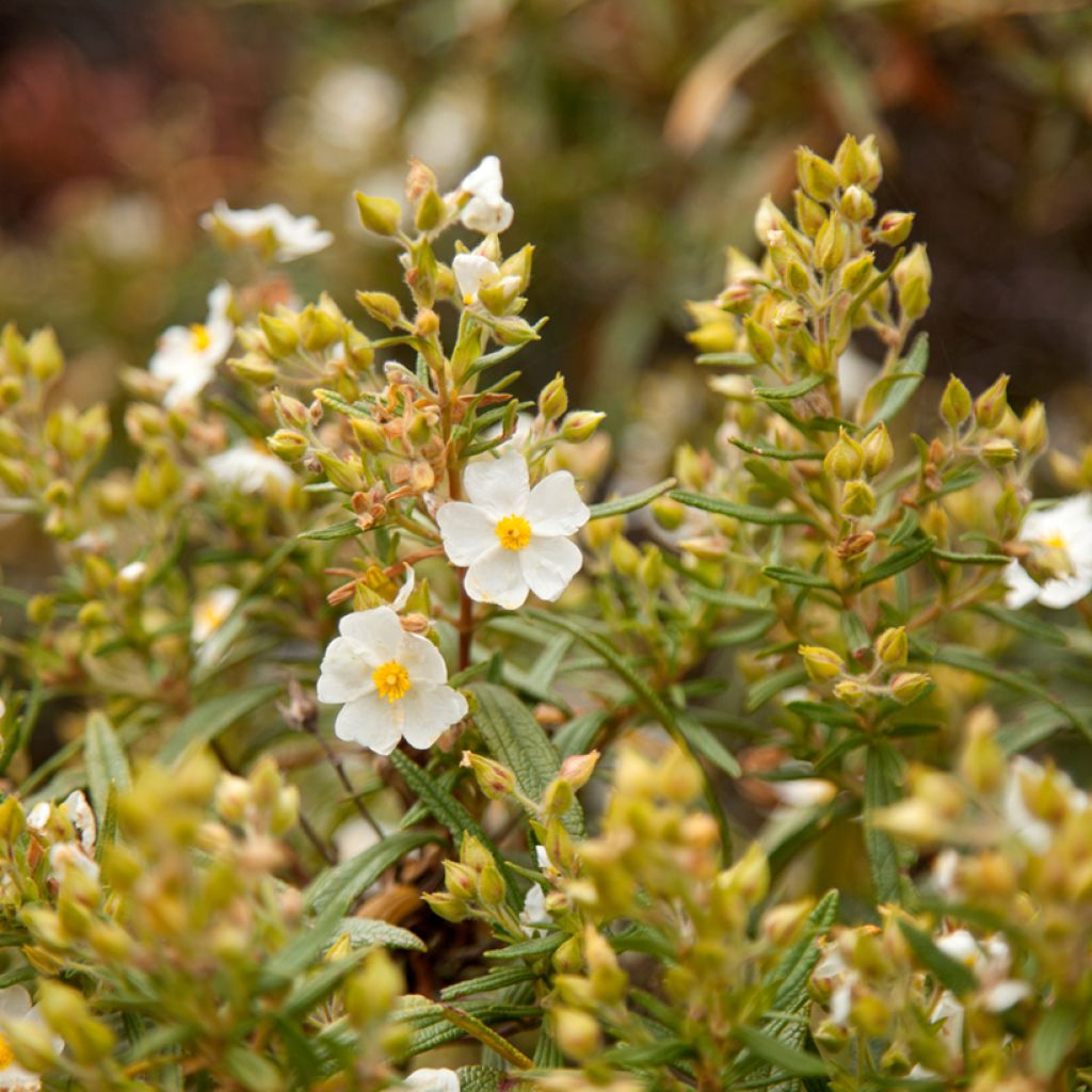 Cistus monspeliensis seeds - Montpelier rock rose