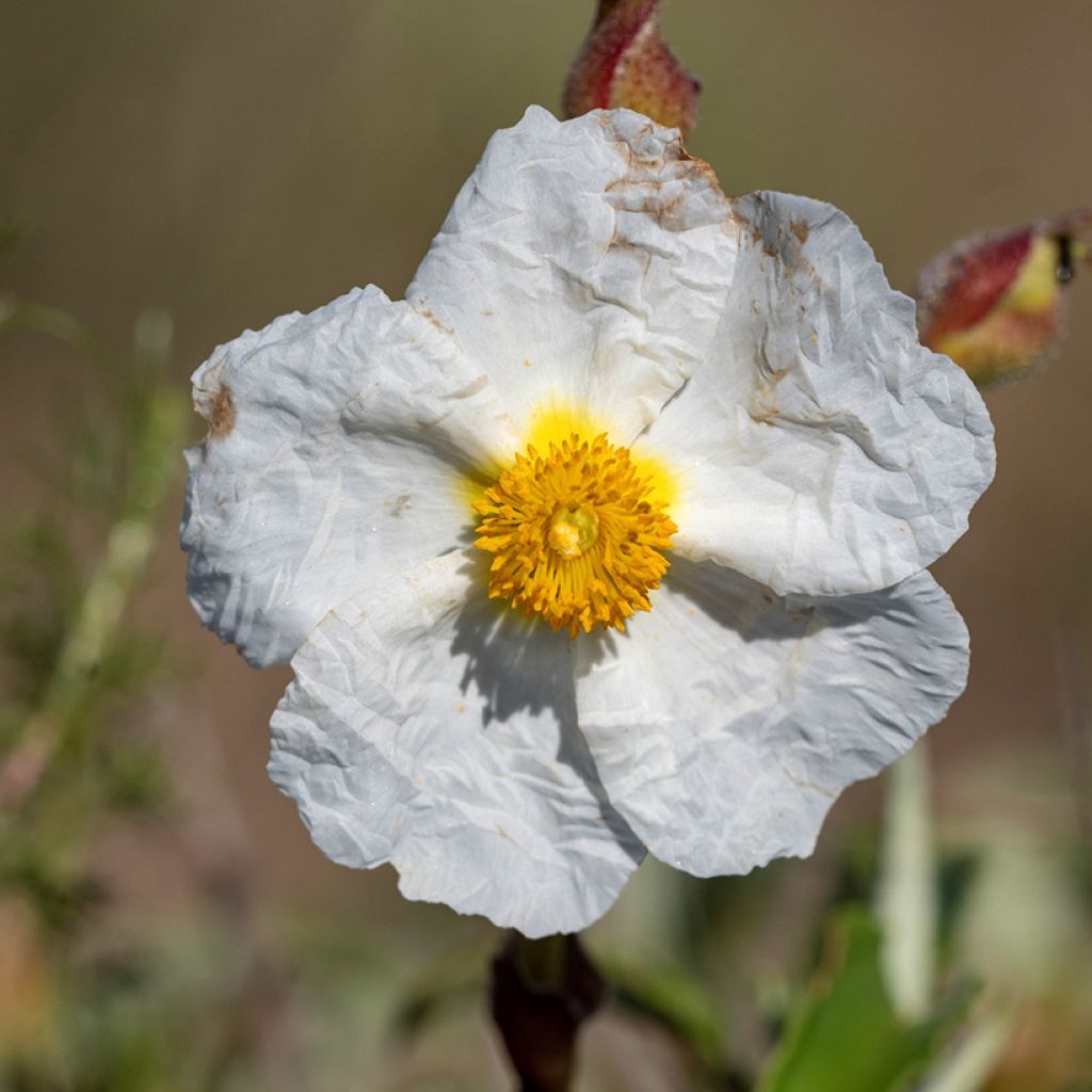Cistus monspeliensis seeds - Montpelier rock rose