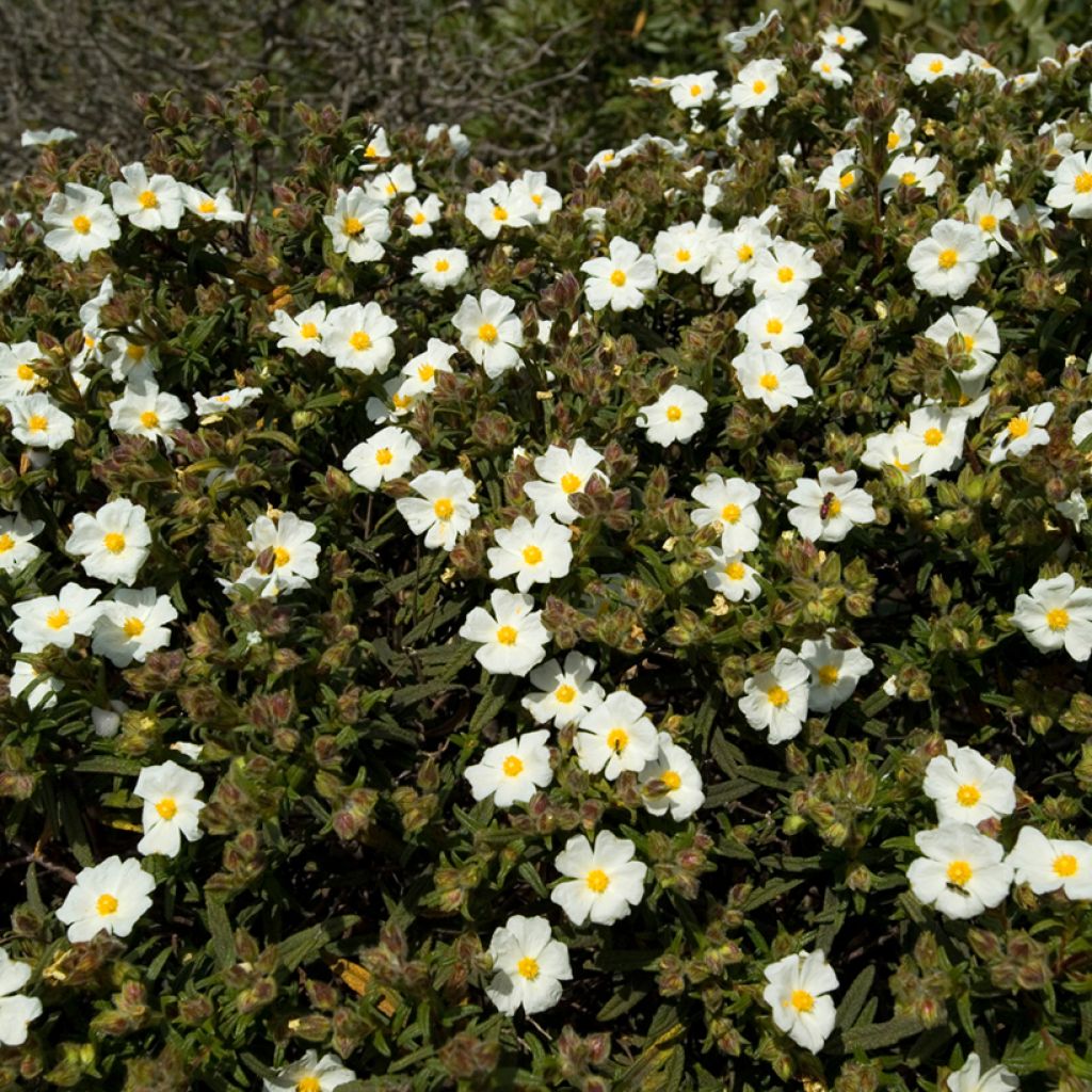 Cistus monspeliensis seeds - Montpelier rock rose
