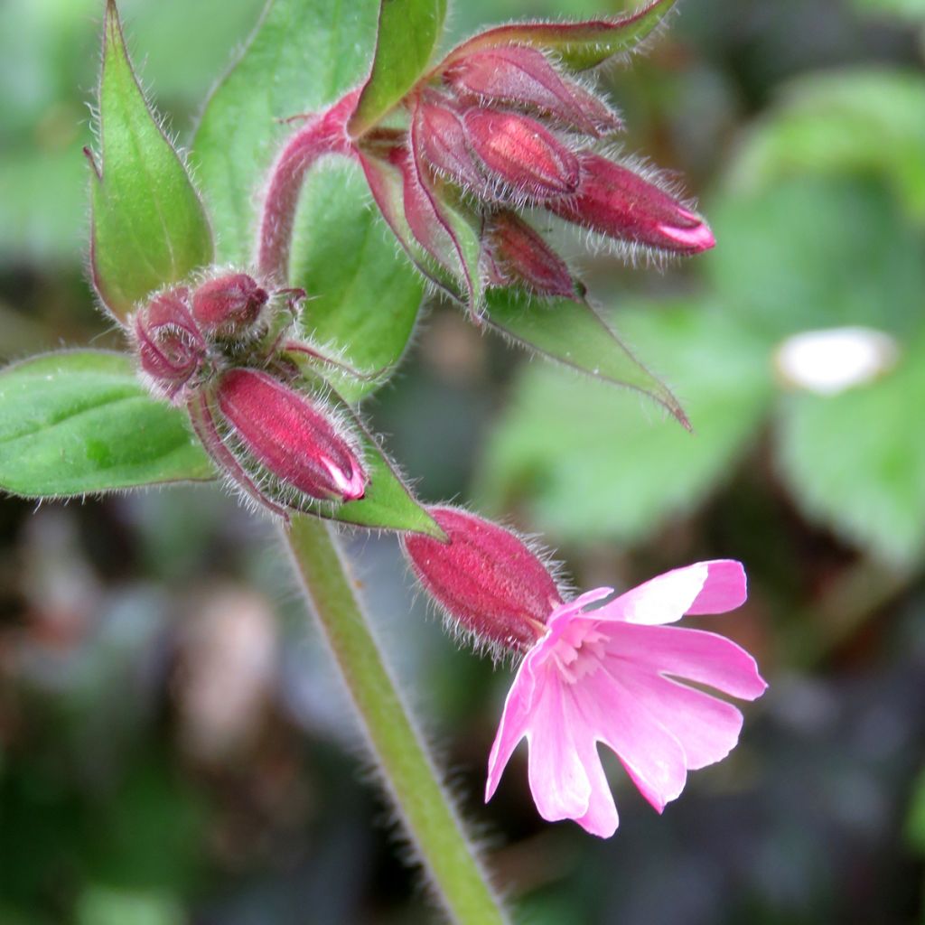 Silene dioica 