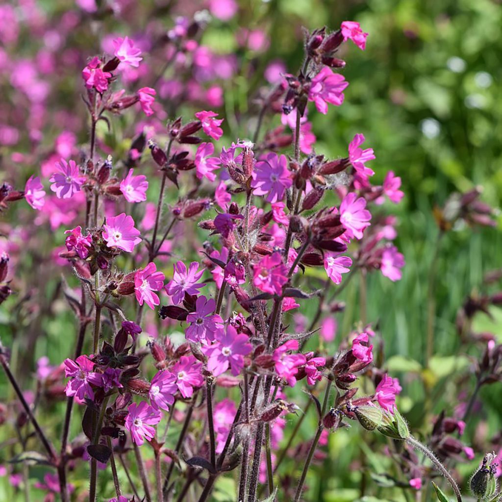 Silene dioica 