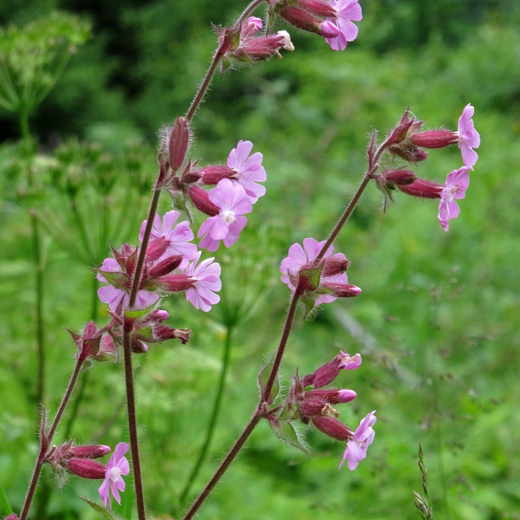 Silene dioica 