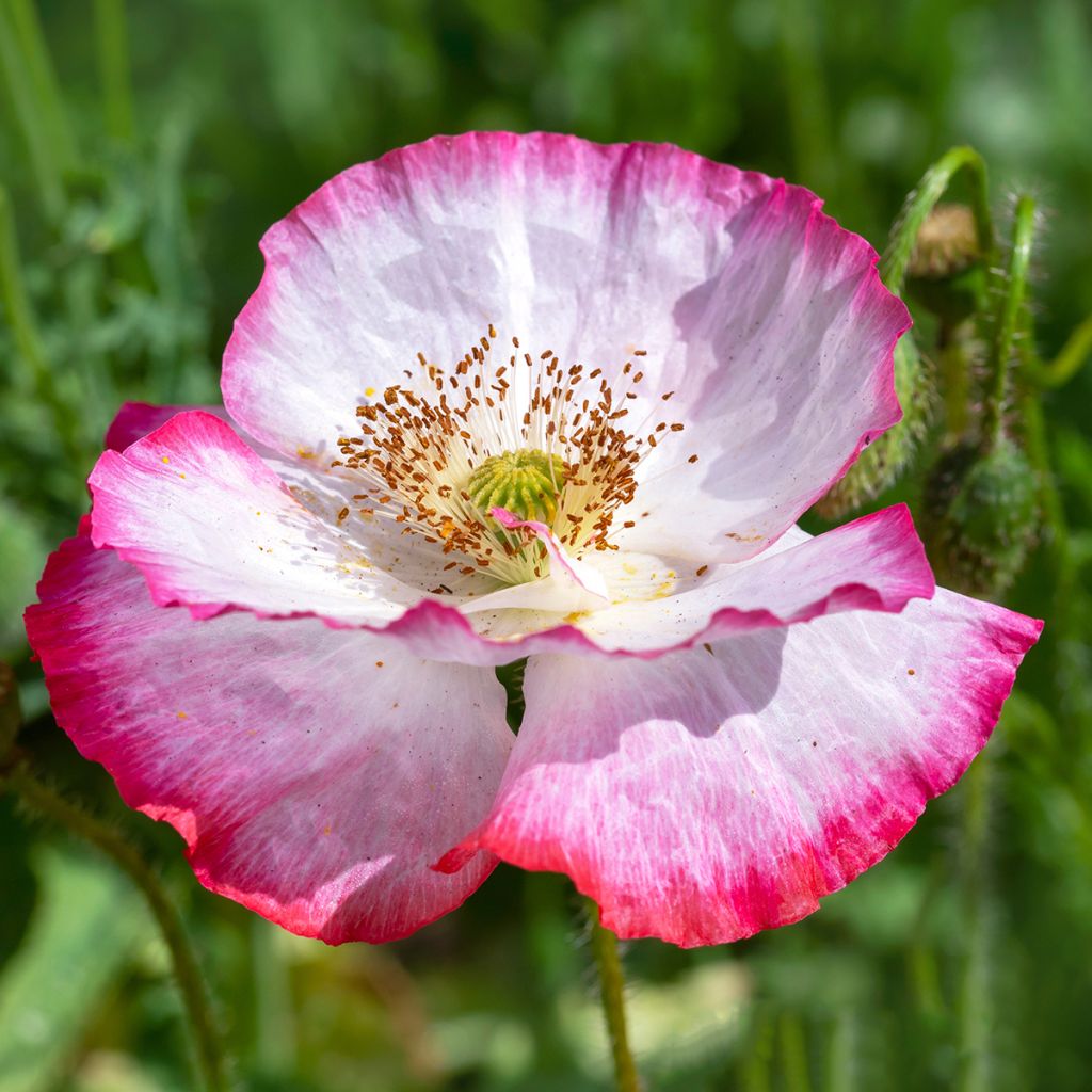 Papaver rhoeas Shirley Mixed - seeds