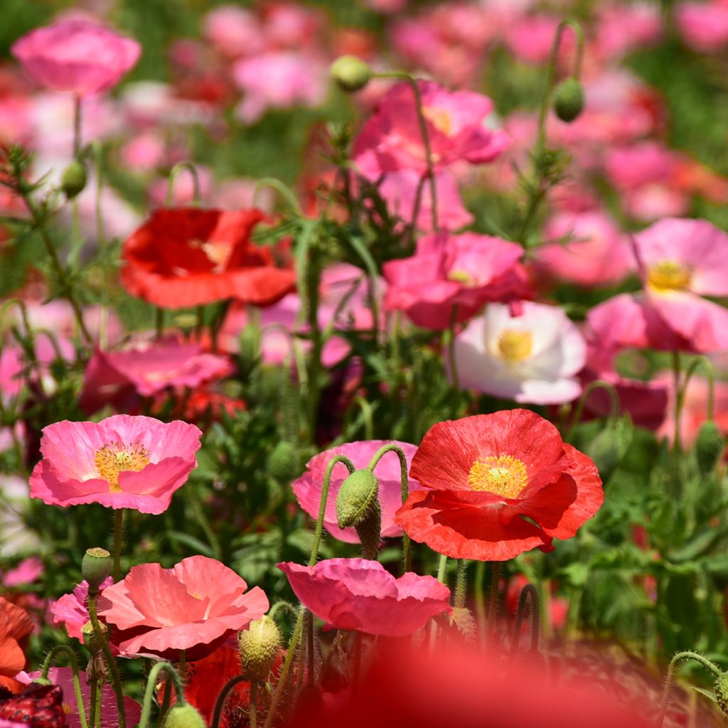 Papaver rhoeas Shirley Mixed - seeds