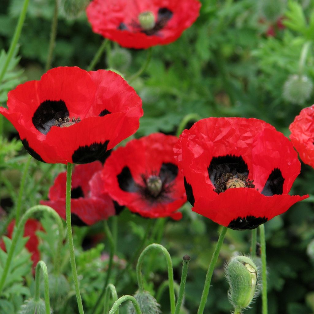 Graines de Coquelicot coccinelle - Papaver commutatum  Ladybird