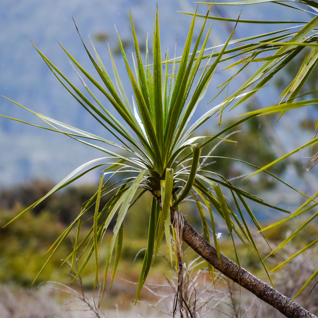 Cordyline australis seeds - Cabbage palm