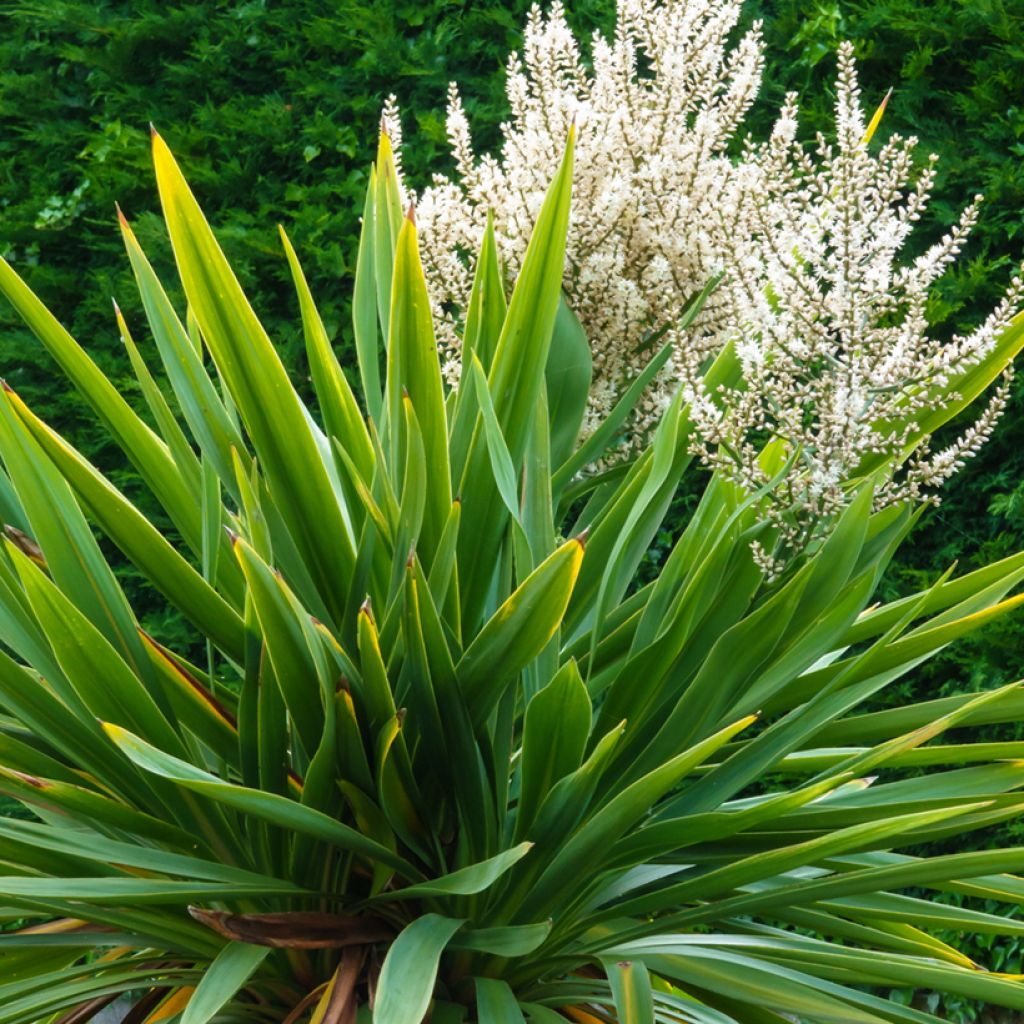 Cordyline australis seeds - Cabbage palm