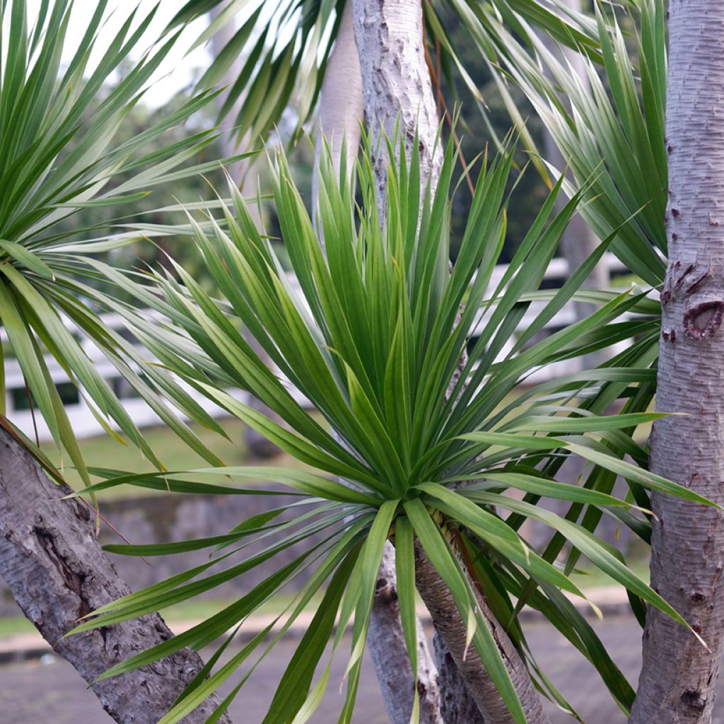 Cordyline australis seeds - Cabbage palm