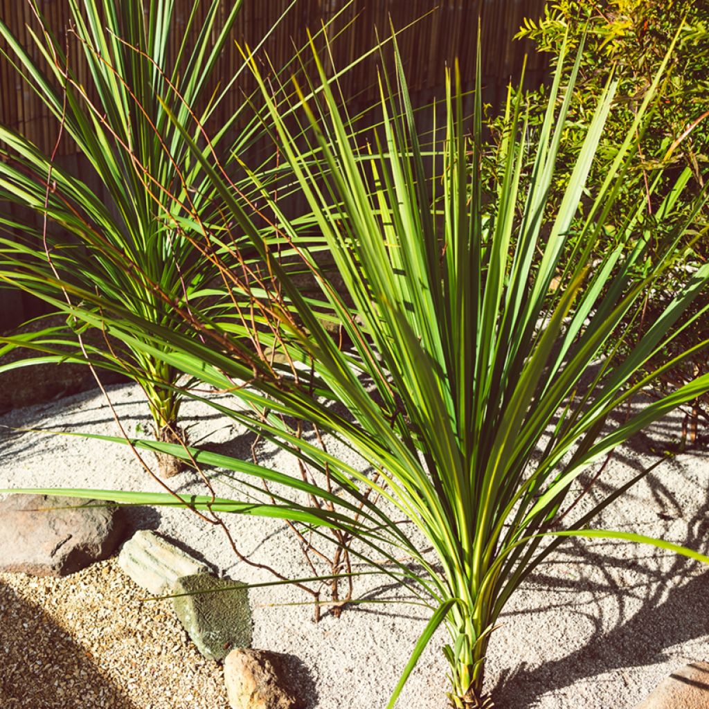 Cordyline australis seeds - Cabbage palm