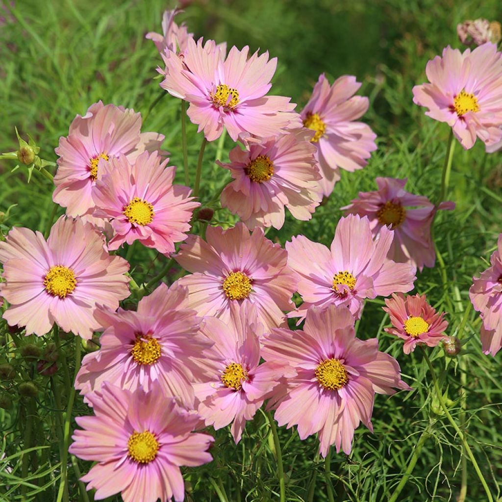 Graines de Cosmos Apricotta - Cosmos bipinnatus