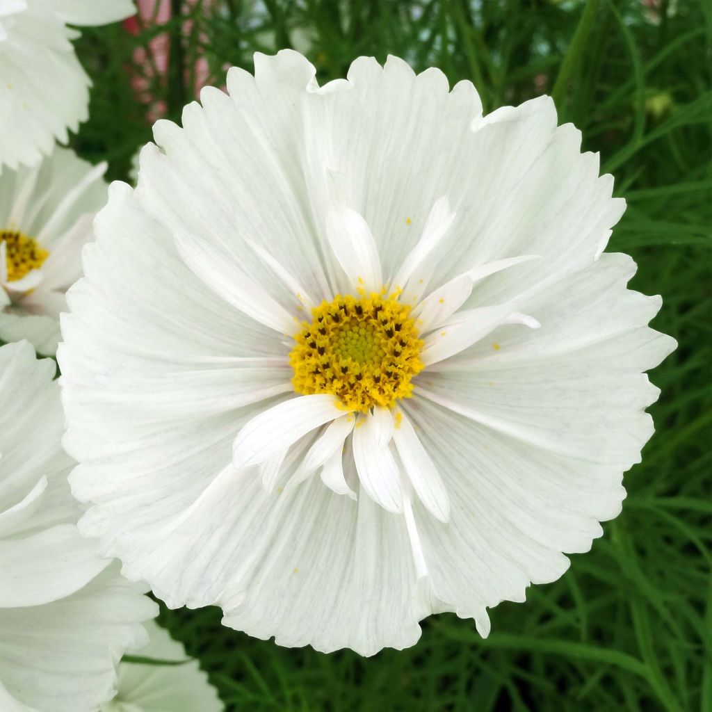 Graines de Cosmos Cupcakes White - Cosmos bipinnatus