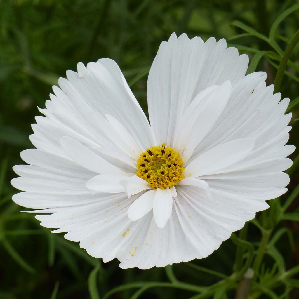 Graines de Cosmos Cupcakes White - Cosmos bipinnatus