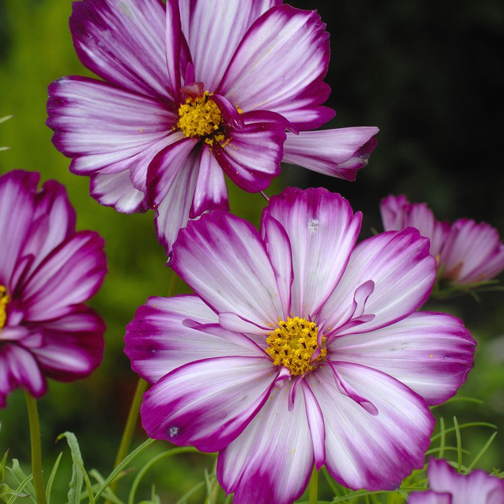 Cosmos bipinnatus Fizzy Pink - Garden Cosmos seeds