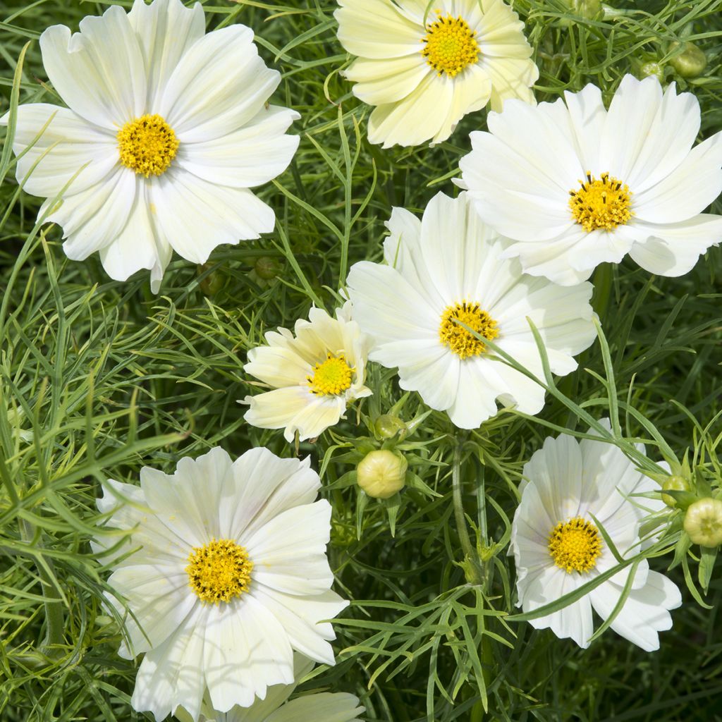 sulphureus Cosmos Kiiro - Sulfur Cosmos