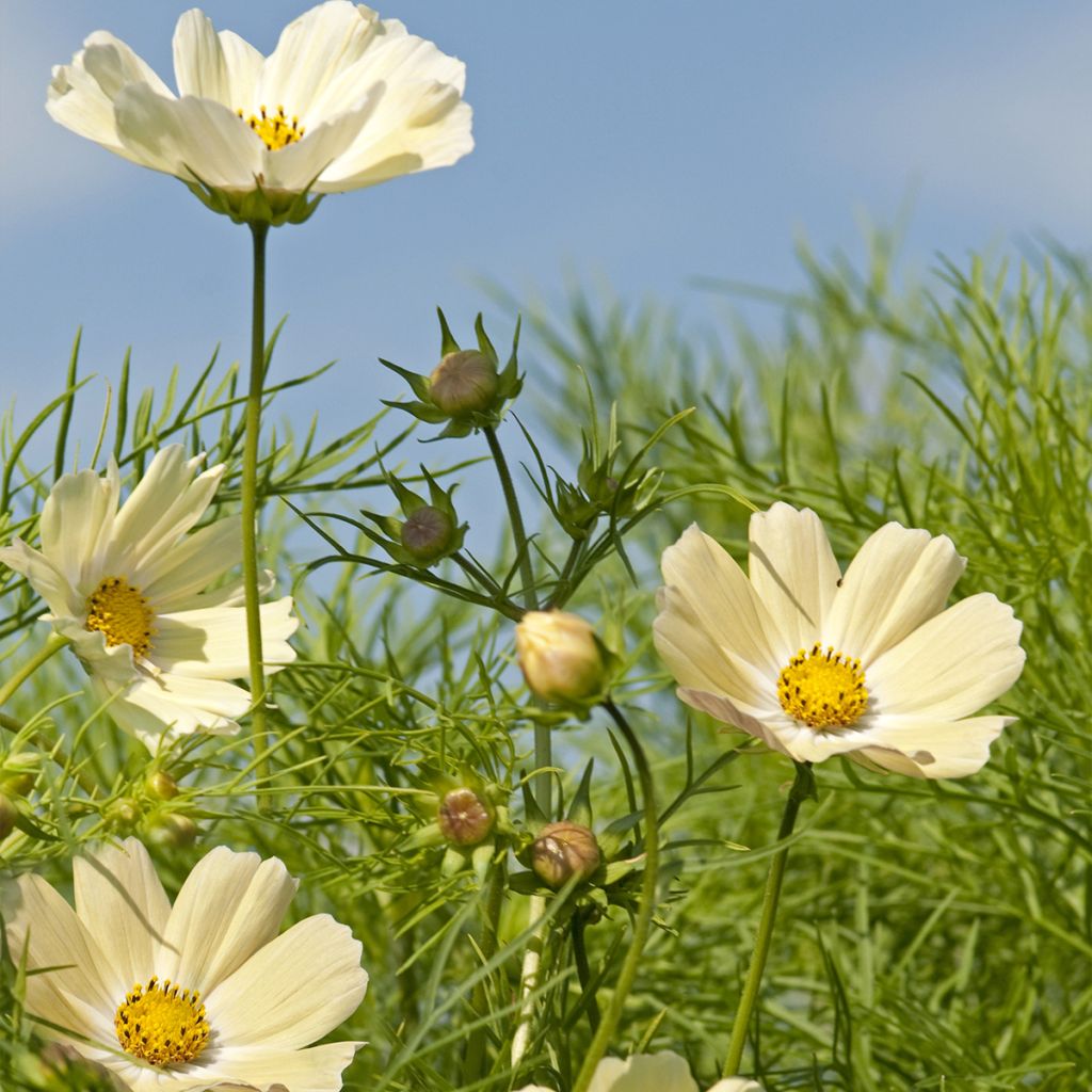 sulphureus Cosmos Kiiro - Sulfur Cosmos