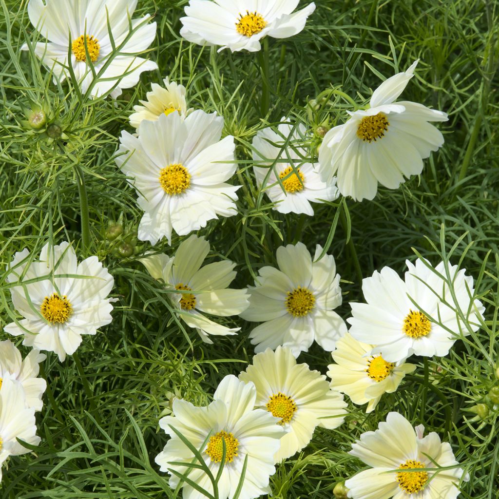 sulphureus Cosmos Kiiro - Sulfur Cosmos