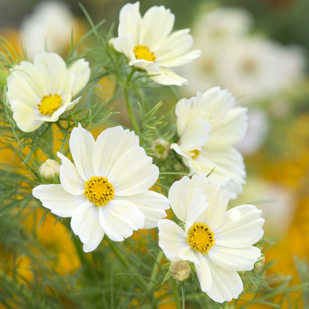 sulphureus Cosmos Kiiro - Sulfur Cosmos