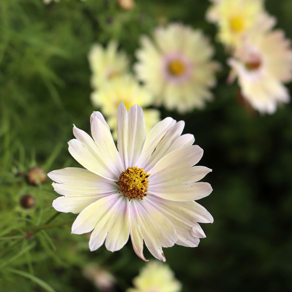 Cosmos bipinnatus Lemonade - Garden Cosmos seeds