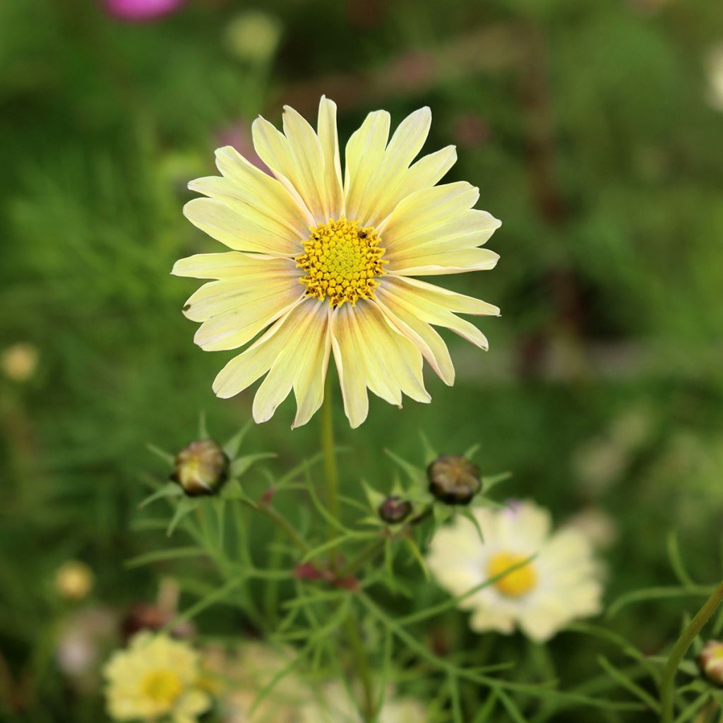 Cosmos bipinnatus Lemonade - Garden Cosmos seeds