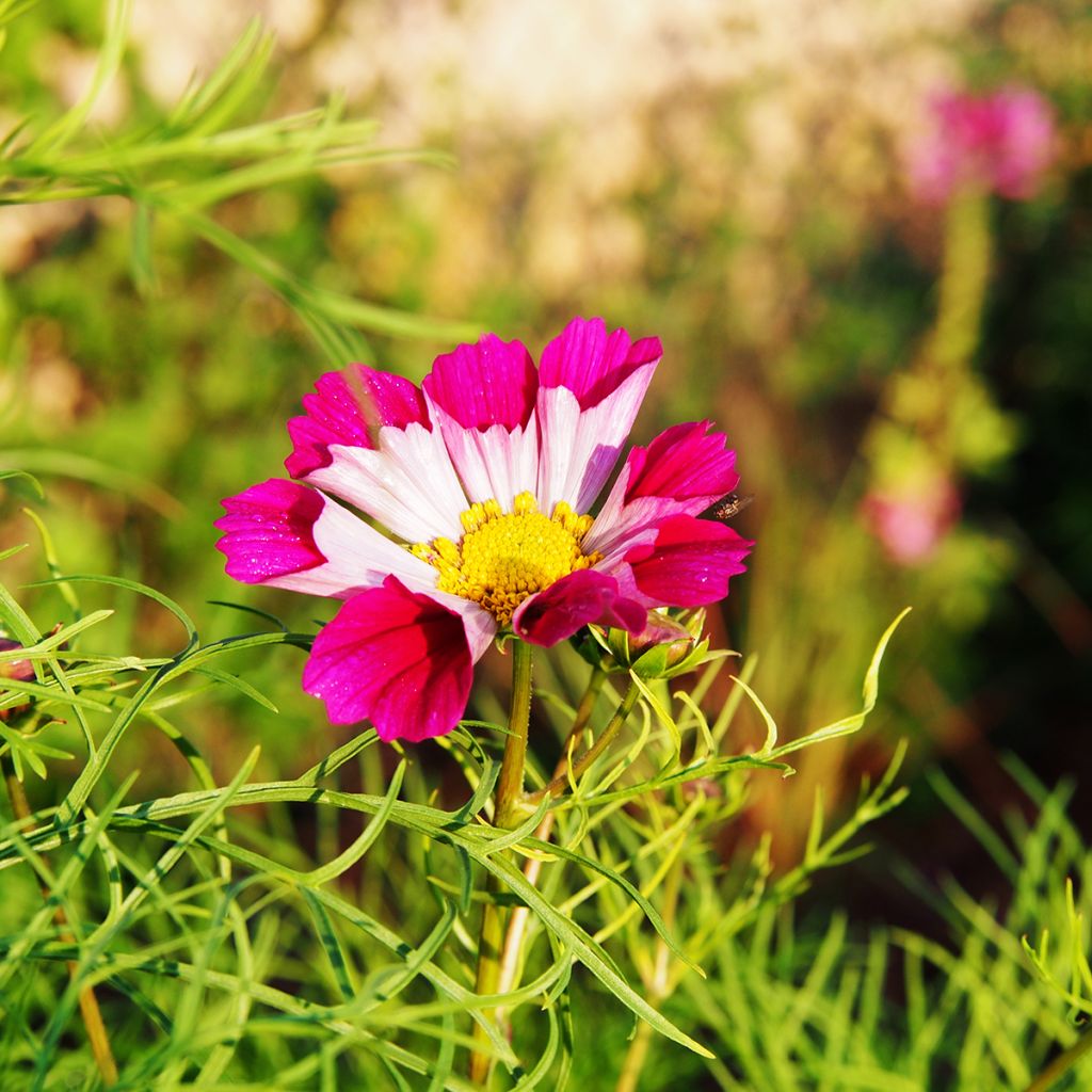 Cosmos Seashells Mixed Seeds - Cosmos bipinnatus