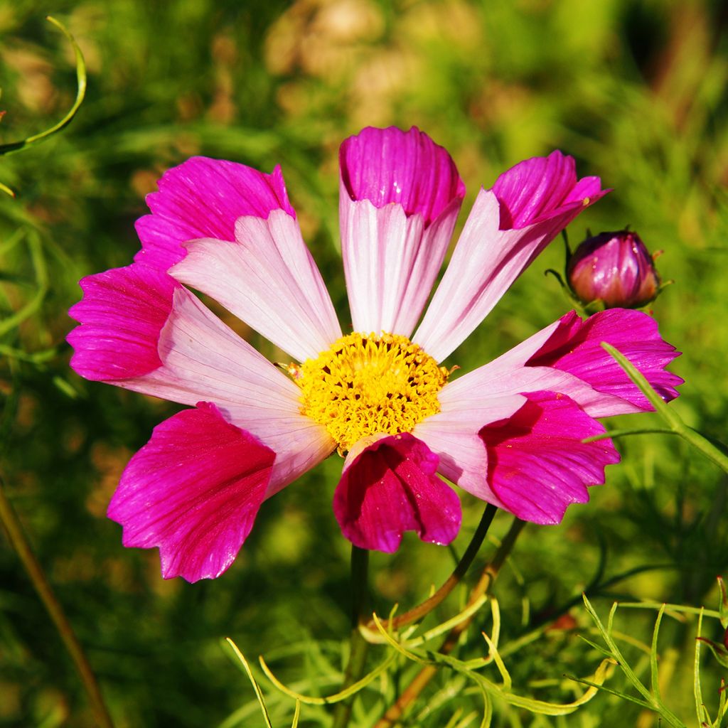 Cosmos Seashells Mixed Seeds - Cosmos bipinnatus
