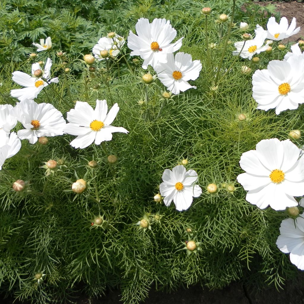 Graines de Cosmos Sonata White - Cosmos bipinnatus