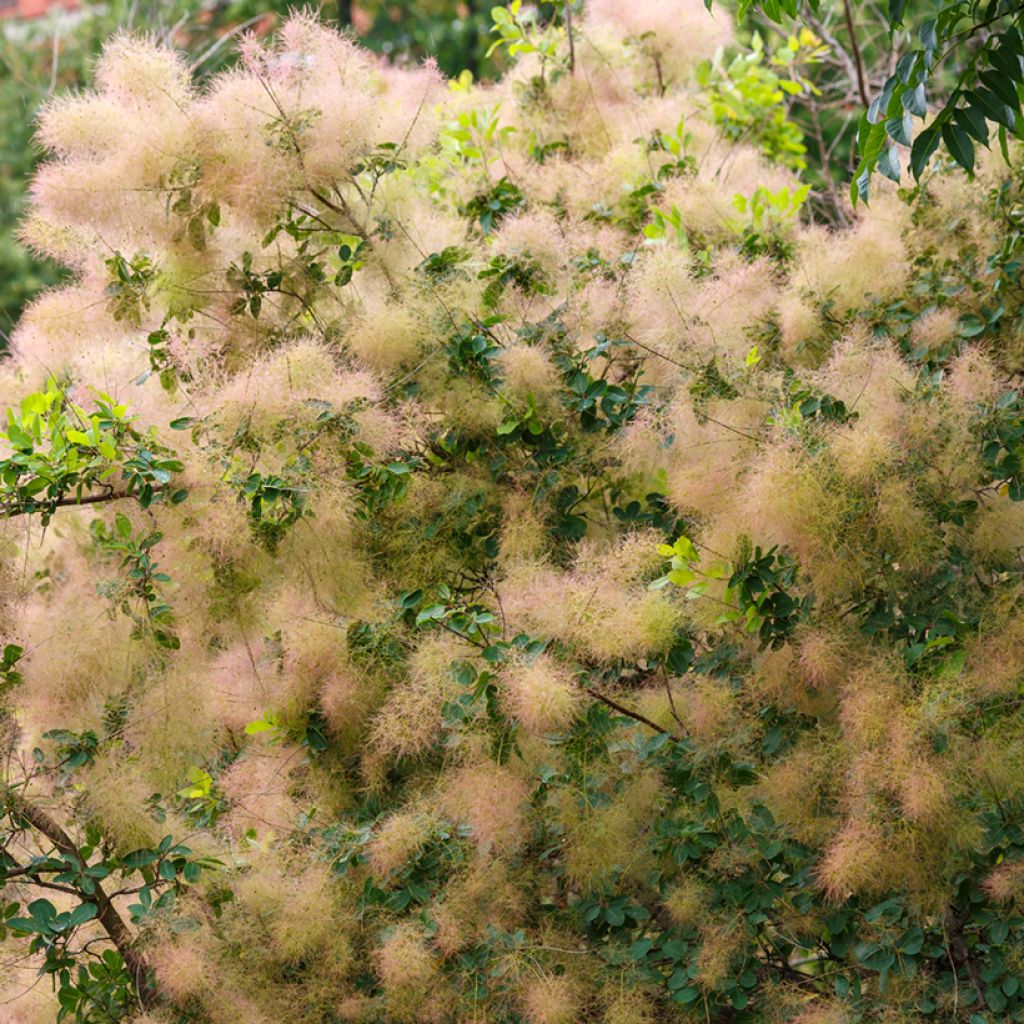 Cotinus coggygria seeds - Smoke bush