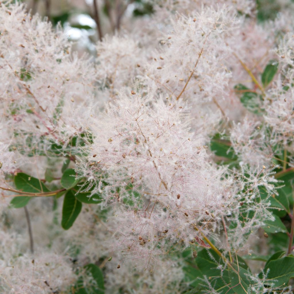 Cotinus coggygria seeds - Smoke bush