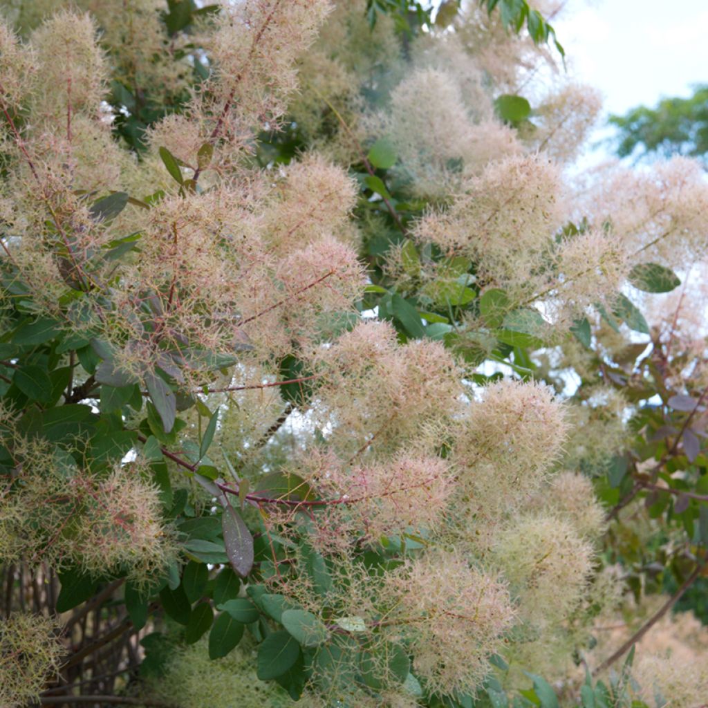 Cotinus coggygria seeds - Smoke bush
