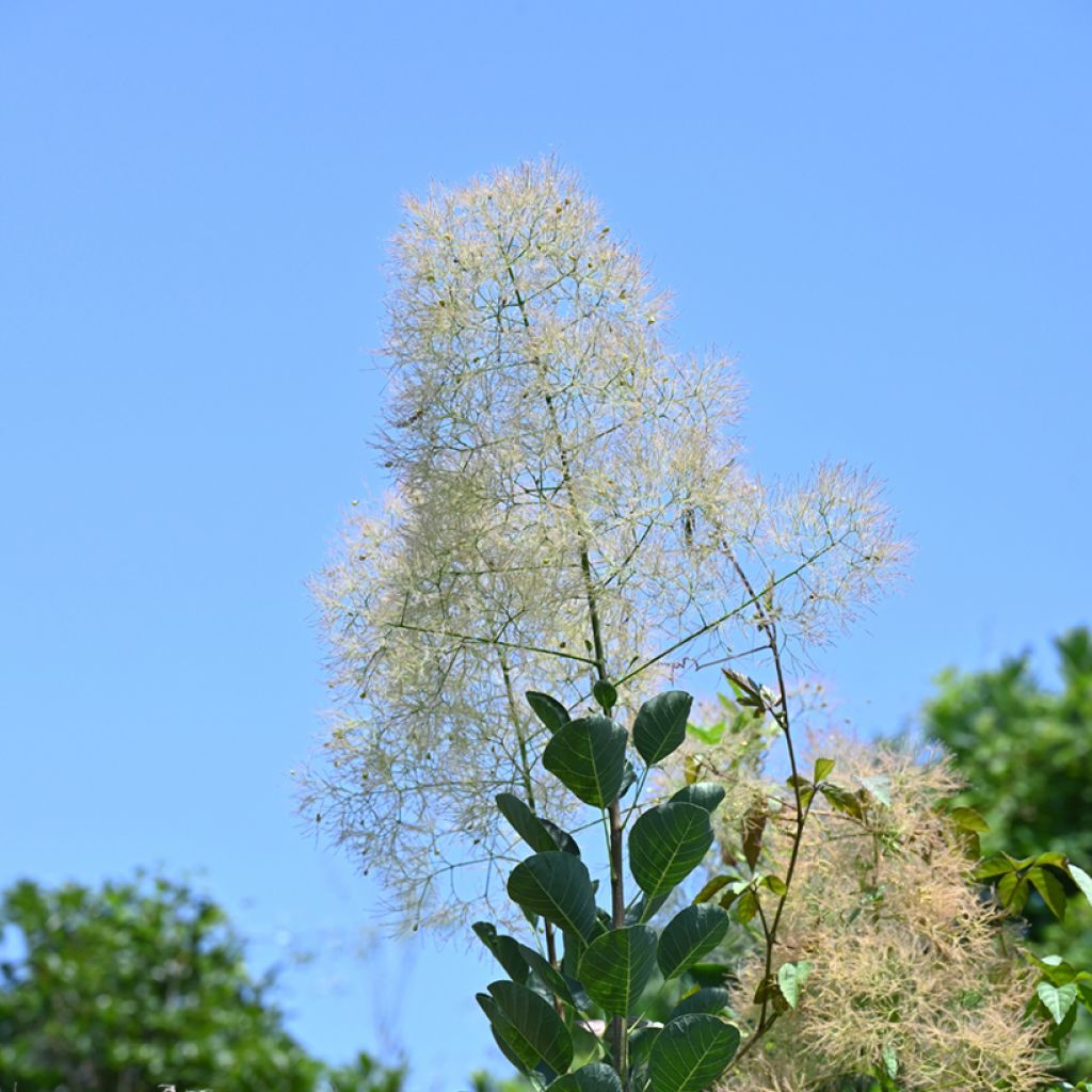 Cotinus coggygria seeds - Smoke bush