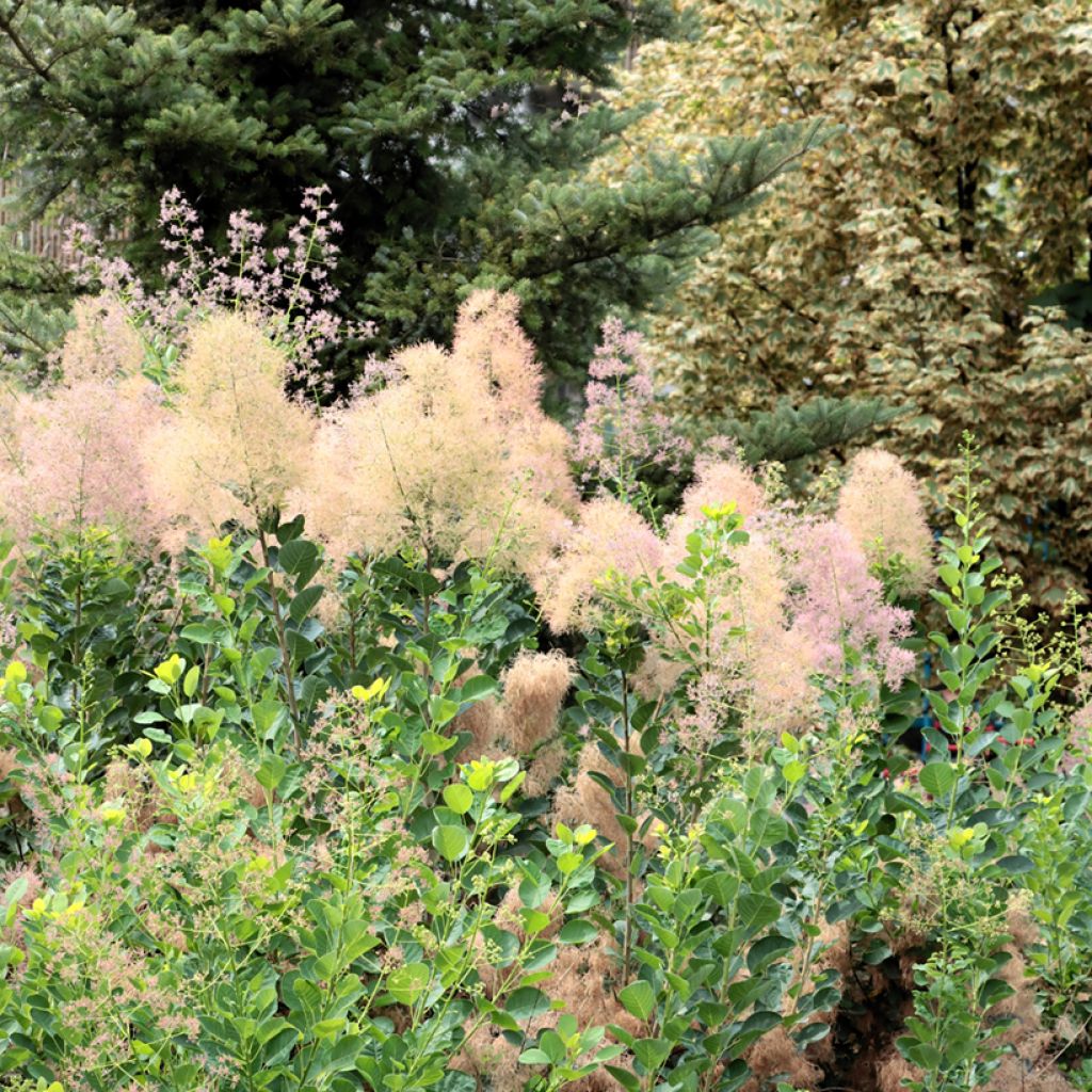 Cotinus coggygria seeds - Smoke bush