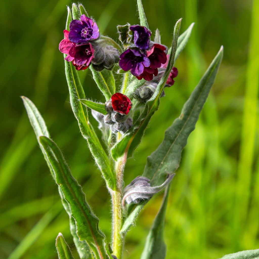 Cynoglossum officinale 