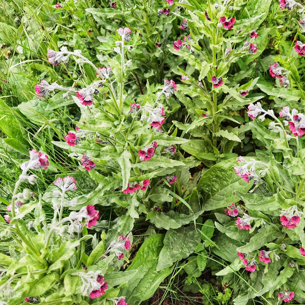 Cynoglossum officinale 