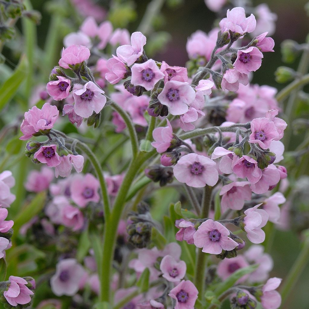 Cynoglossum zeylanicum Mystery Rose - Ceylon hound's tongue seeds