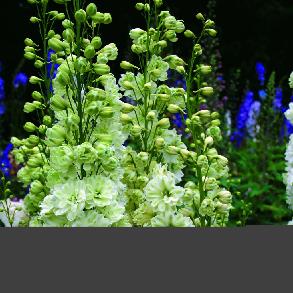 Graines de Delphinium Green Twist - Pied d'Alouette hybride blanc et vert pâle