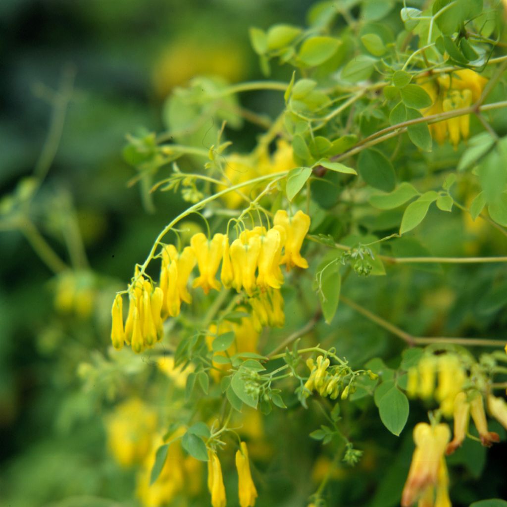 Dactylocapnos scandens - Yellow bleeding heart vine