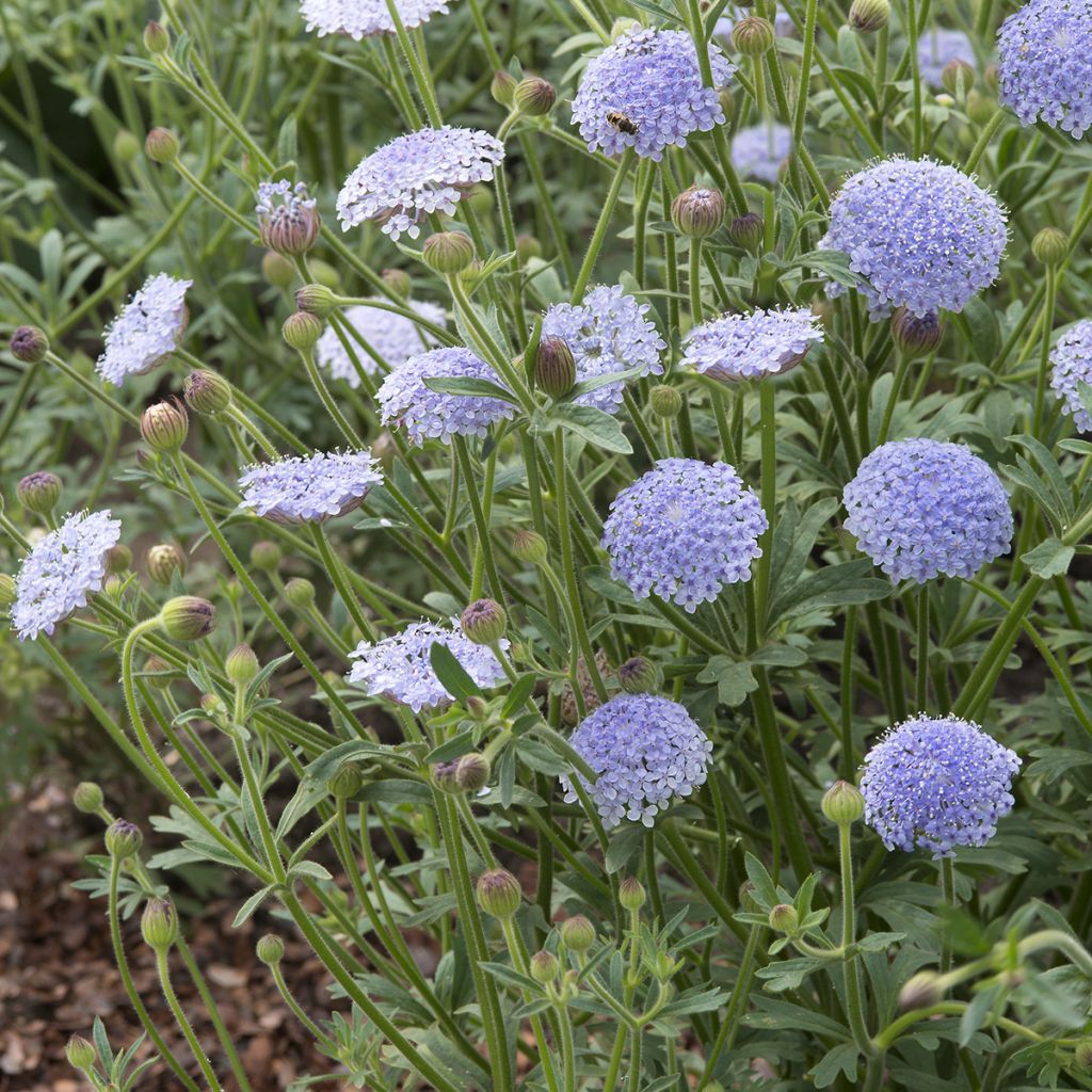 Trachymene coerulea Lace Blue