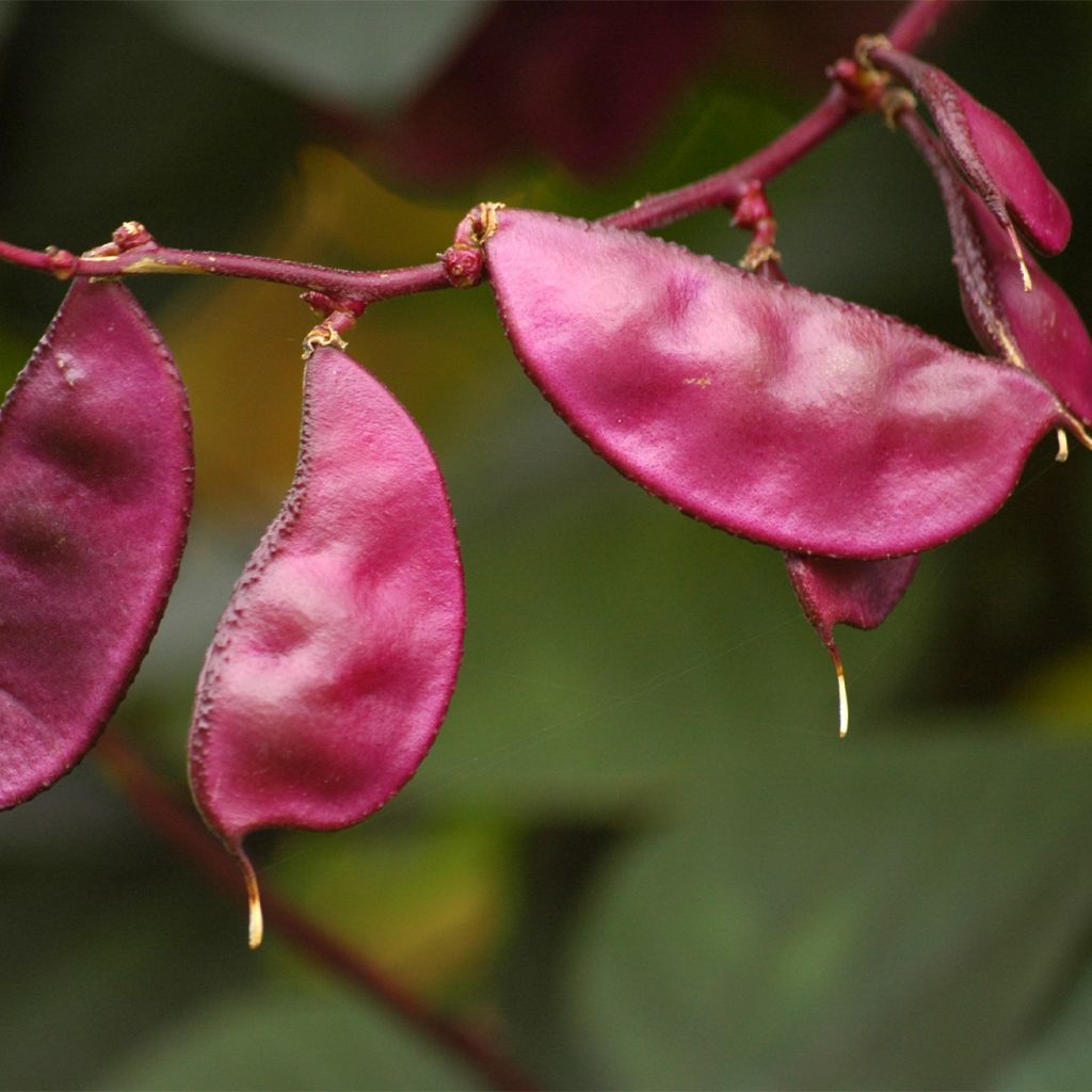 Graines de Dolichos lablab Ruby Moon - Lablab