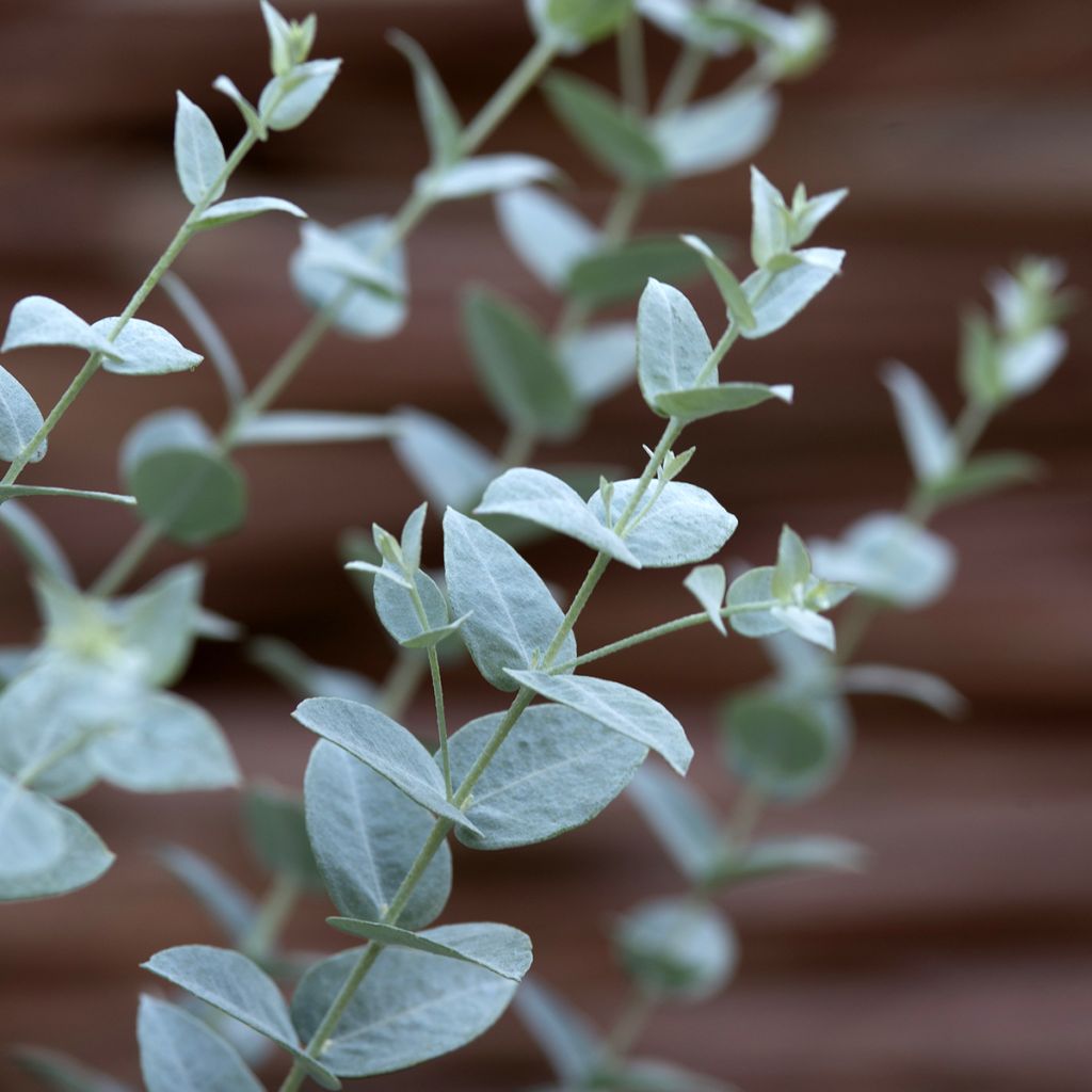 Eucalyptus Moon Lagoon - Fine leaf Mallee