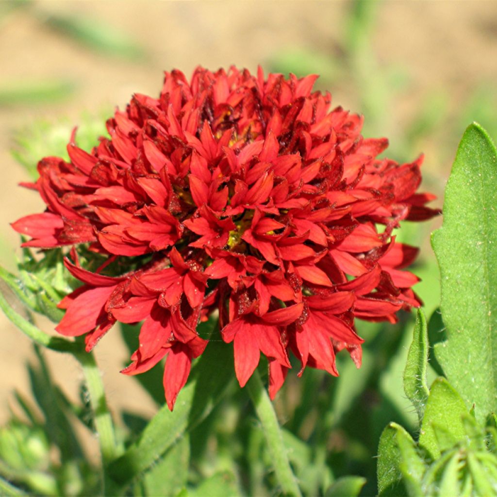 Seeds of annual Gaillardia pulchella 'Razzle Dazzle'