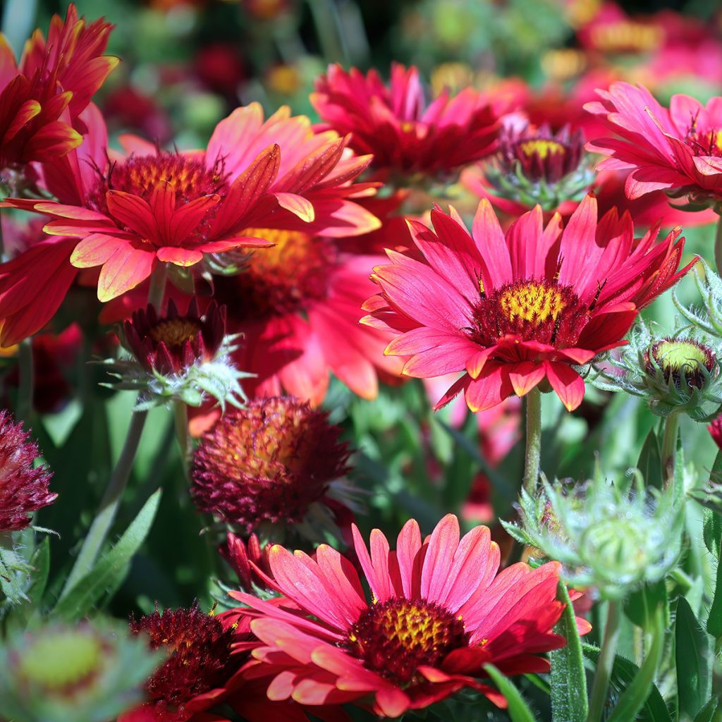 Gaillardia Arizona Red Shades Seeds