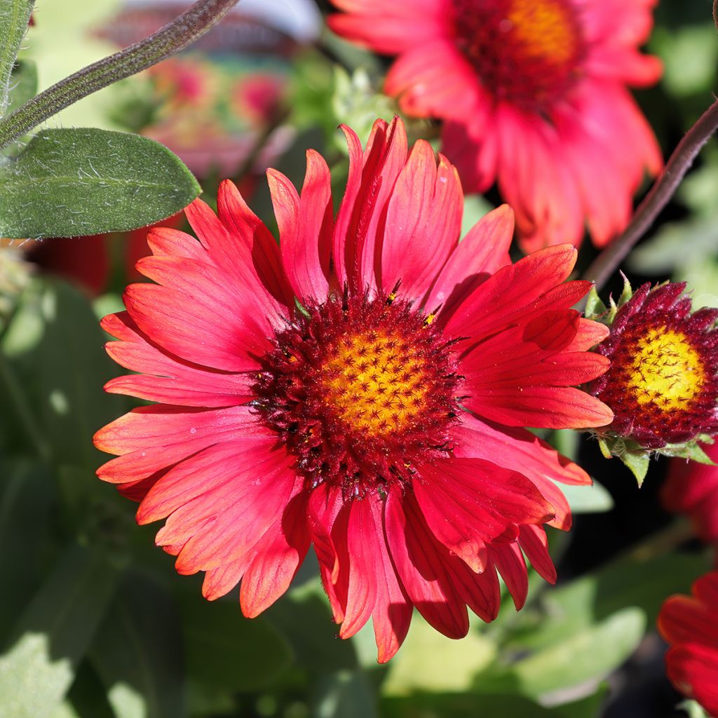 Gaillardia Arizona Red Shades Seeds