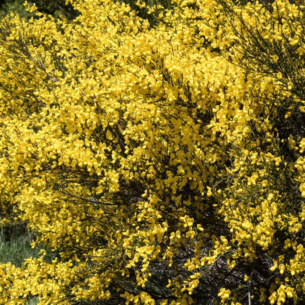 Cytisus scoparius seeds - Common broom