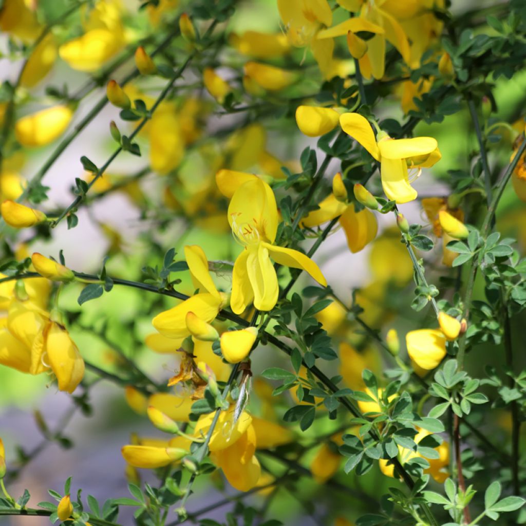 Cytisus scoparius seeds - Common broom