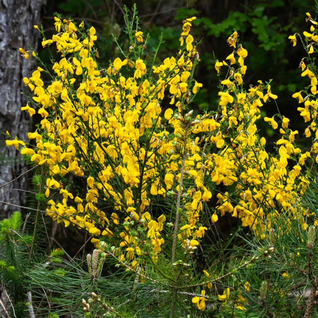 Cytisus scoparius seeds - Common broom