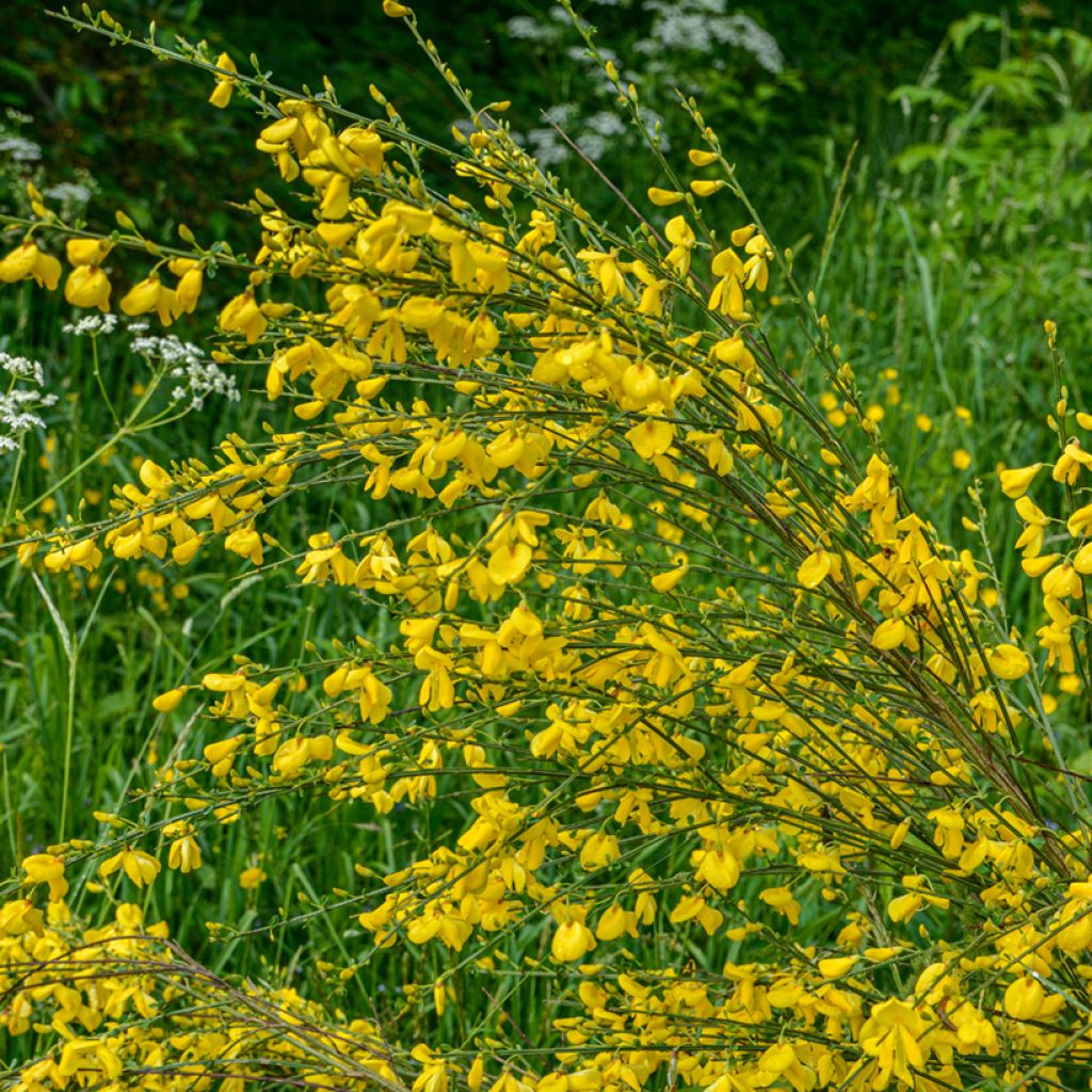Cytisus scoparius seeds - Common broom
