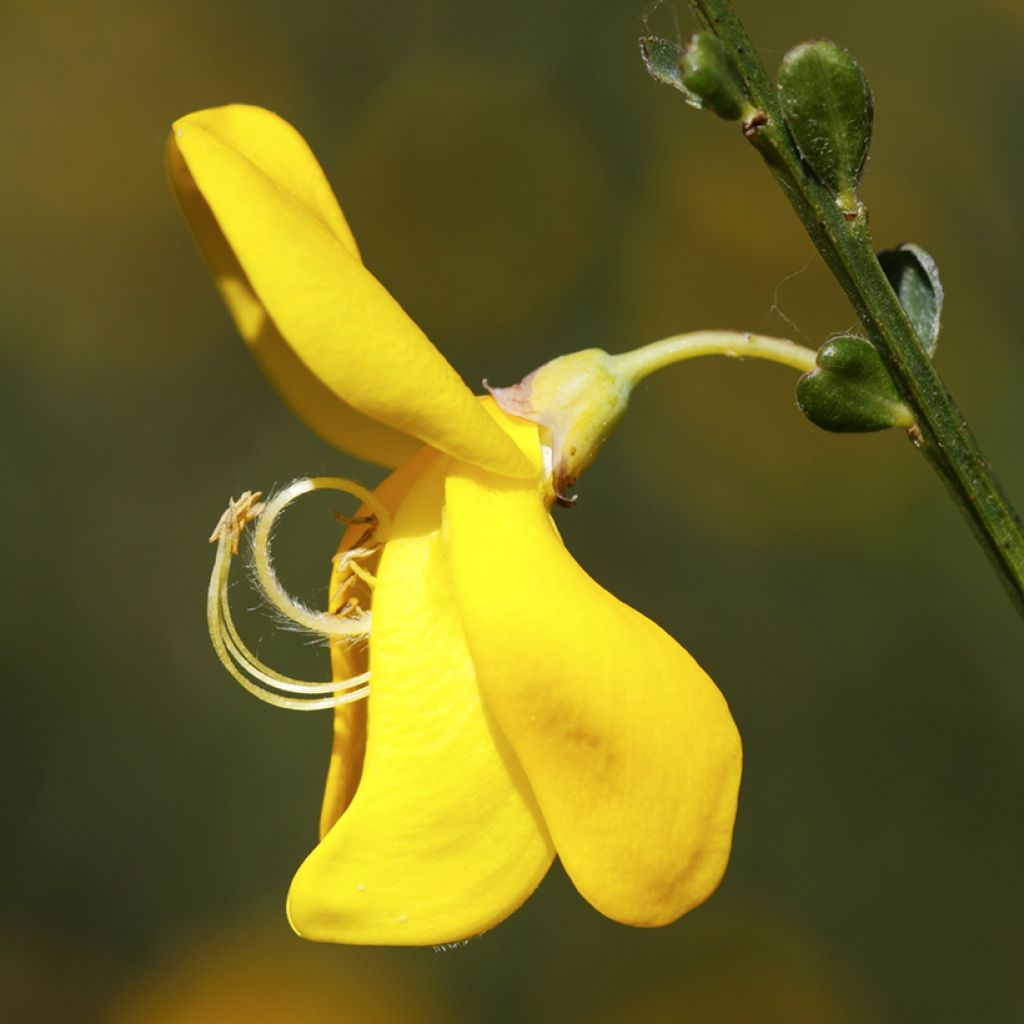 Cytisus scoparius seeds - Common broom
