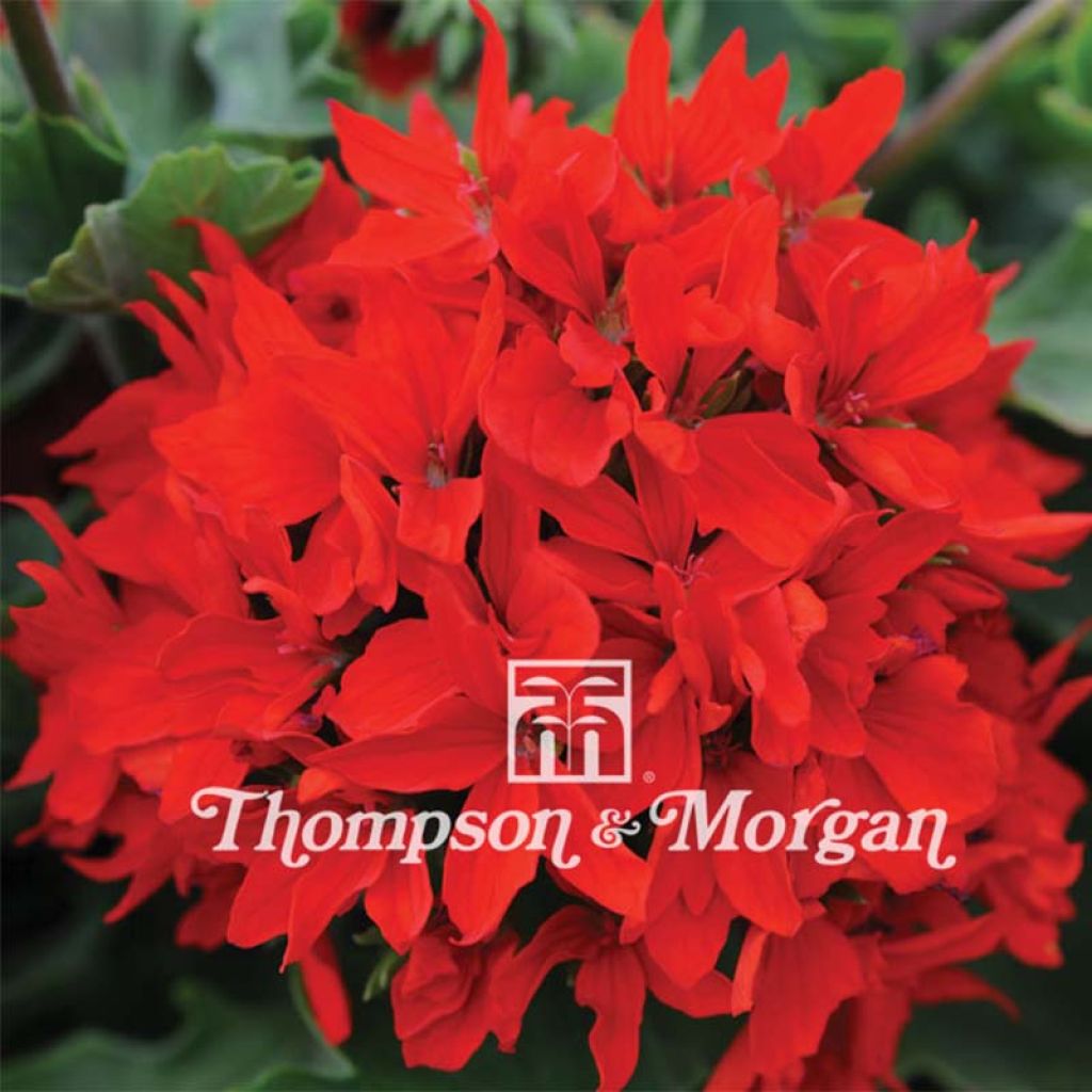 Pelargonium Quantum Red Seeds - Geranium